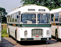 838SUO with Asian Greyhound